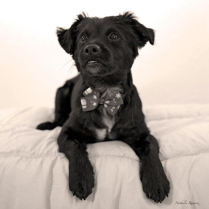 photos portraits animaliers photos portraits animaliers